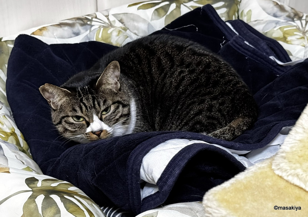 昨晩のネコの画像