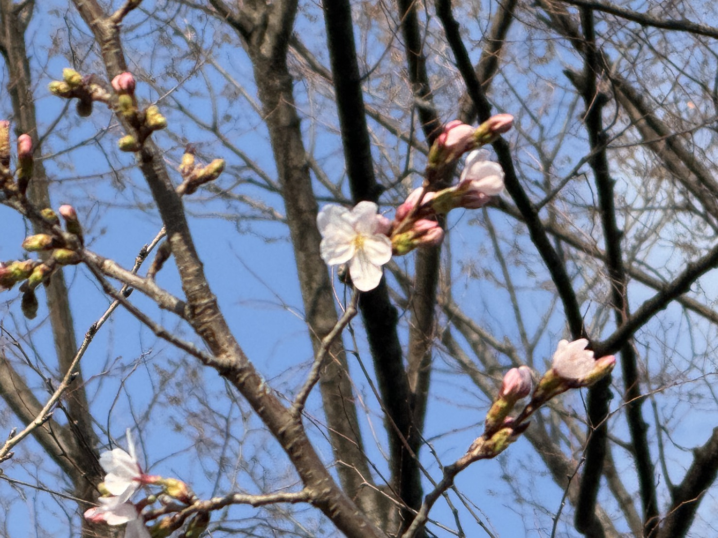 桜咲きました！の画像