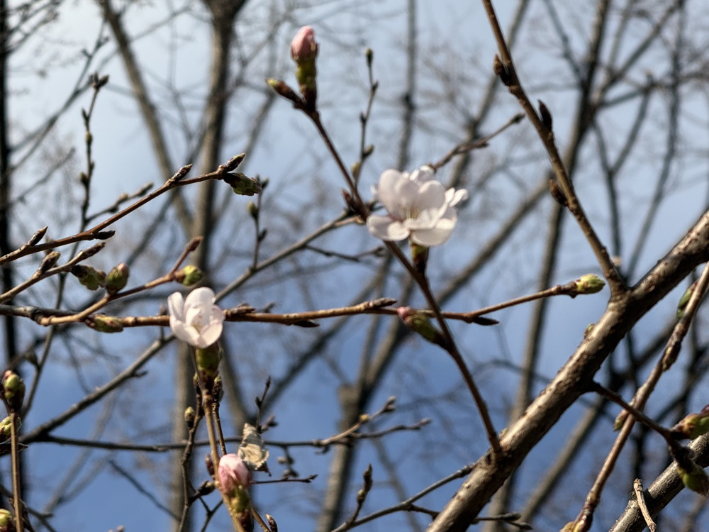 桜咲いてましたよ！の画像