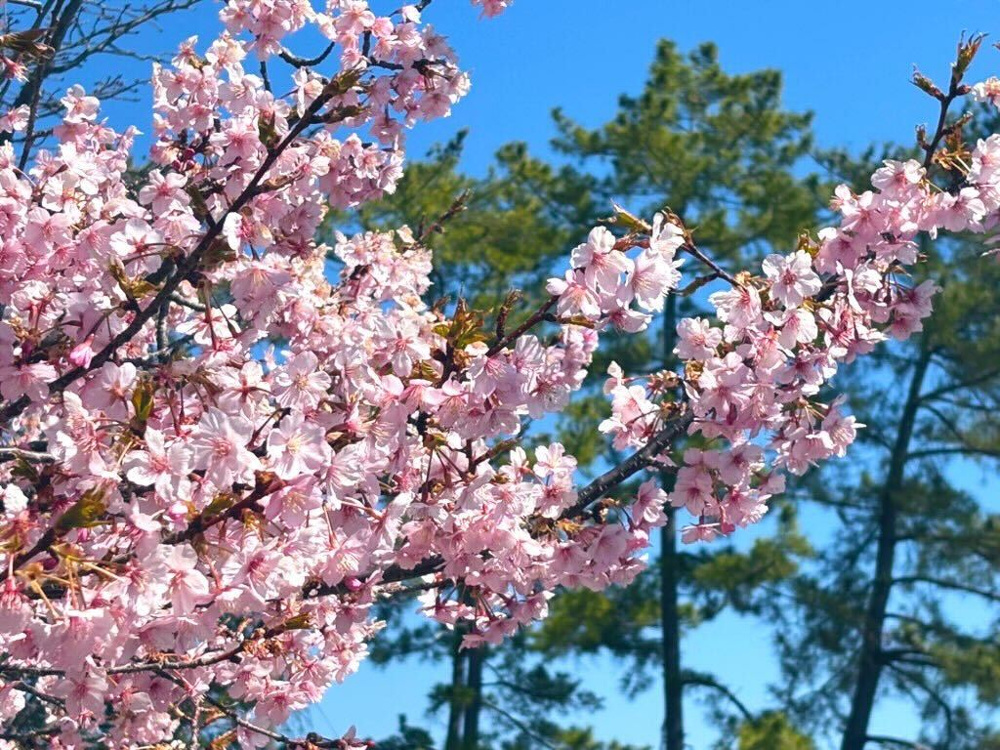 着物で観光♪の画像