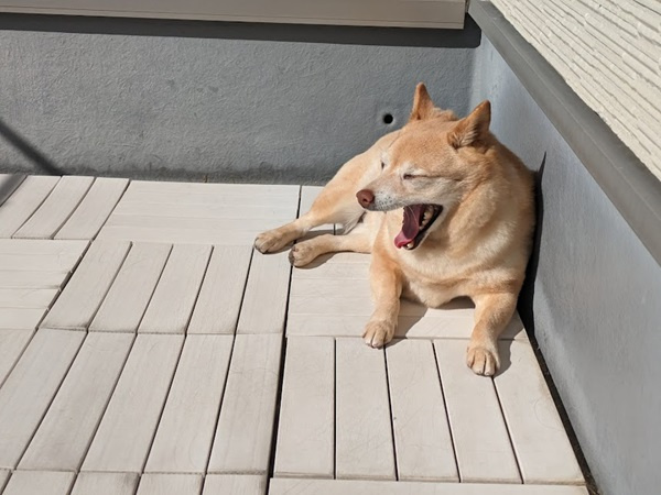 ペット禁止のマンションで犬と住む理由は？大阪市旭区の実例と注意点をご紹介の画像