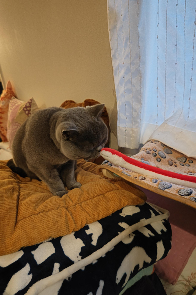 初めましての画像