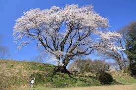 寄居町鉢形城址氏邦桜の魅力とは？アクセスと駐車場ライトアップ写真スポット情報の画像