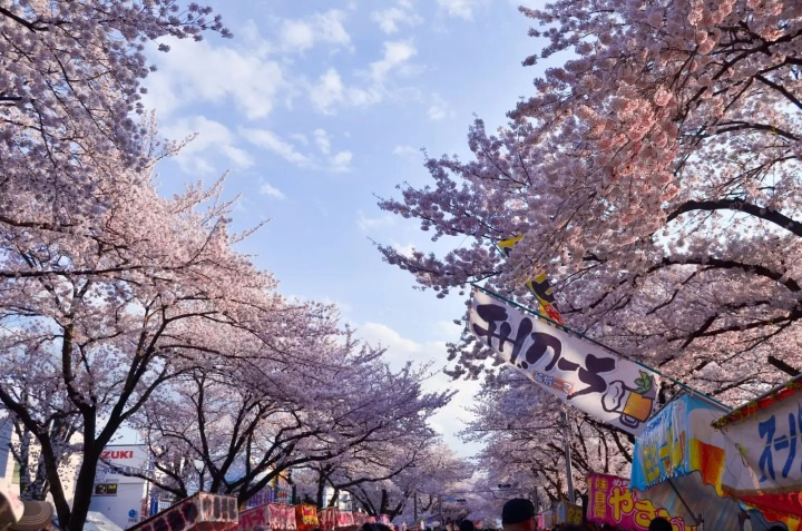 第53回相模原市民桜まつり開催！の画像