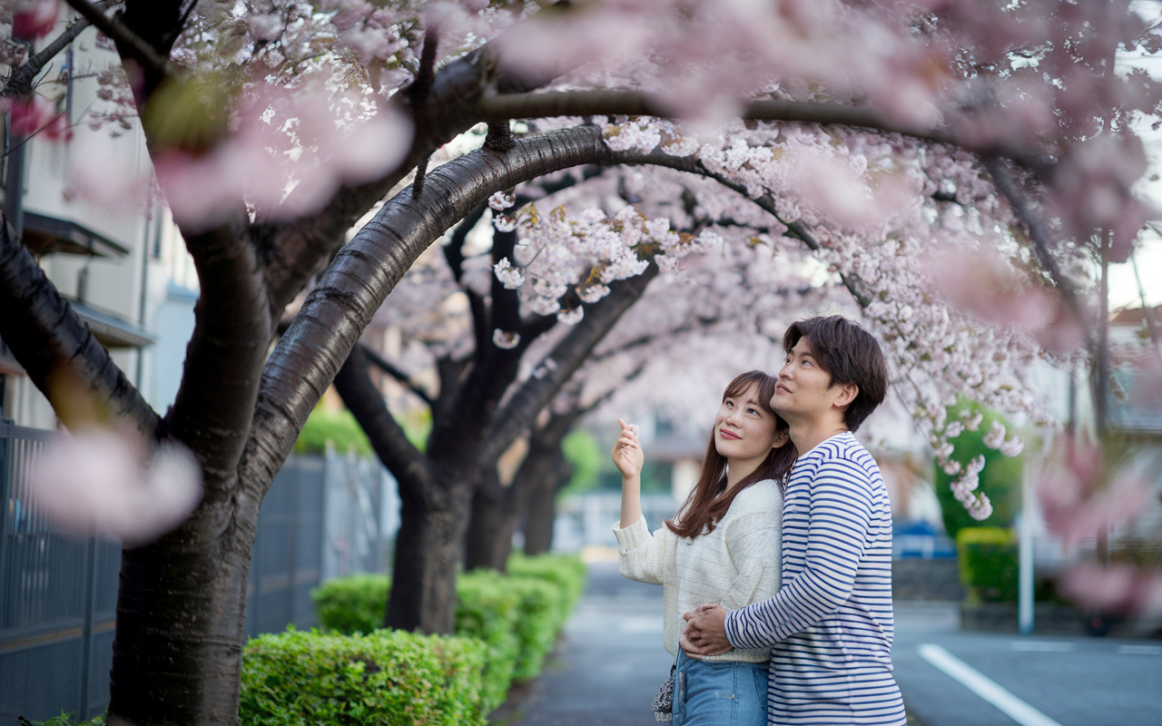 名古屋市緑区の桜開花はいつ?満開の花見見頃と周辺スポット紹介の画像