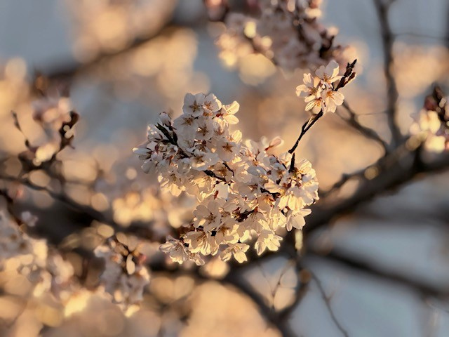 店舗駐車場にある薄墨桜がついに…の画像