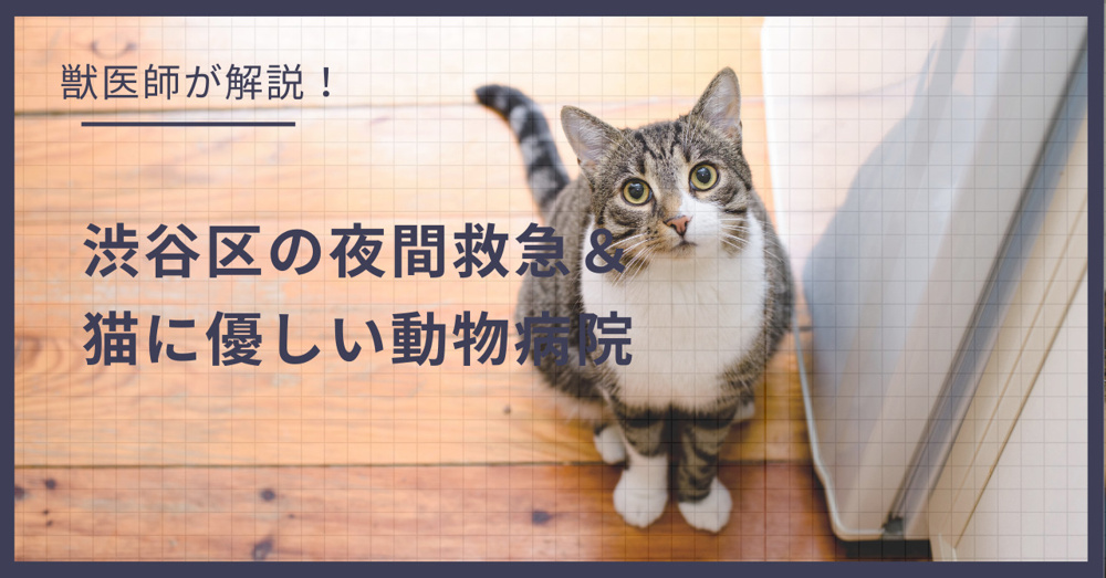 渋谷区の猫可賃貸探し！獣医師が選ぶ「夜間救急＆猫に優しい動物病院（CFC）」完全ガイドの画像