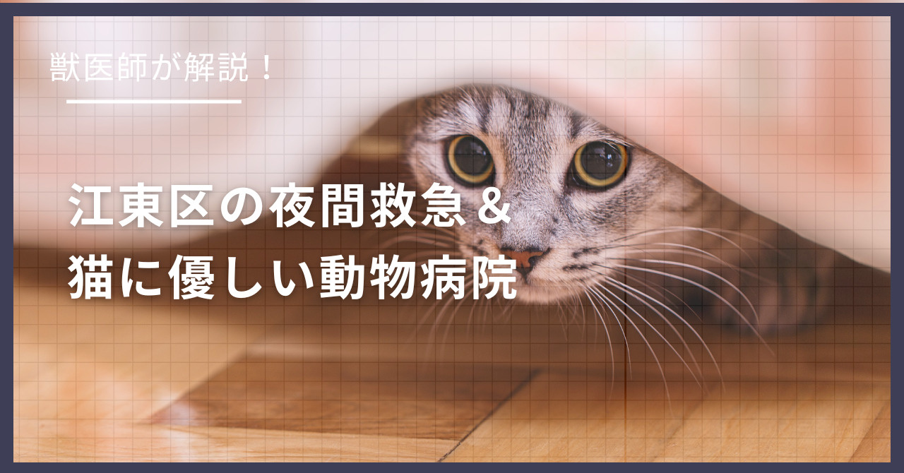 江東区の猫可賃貸探し!獣医師が選ぶ「夜間救急&猫に優しい動物病院(CFC)」完全ガイドの画像