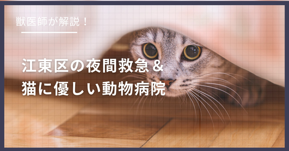 江東区の猫可賃貸探し！獣医師が選ぶ「夜間救急＆猫に優しい動物病院（CFC）」完全ガイドの画像
