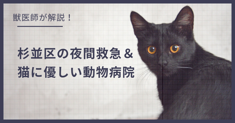 杉並区の猫可賃貸探し！獣医師が選ぶ「夜間救急＆猫に優しい動物病院（CFC）」完全ガイドの画像