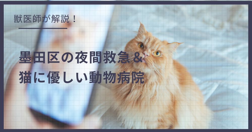 墨田区の猫可賃貸探し！獣医師が選ぶ「夜間救急＆猫に優しい動物病院」完全ガイドの画像