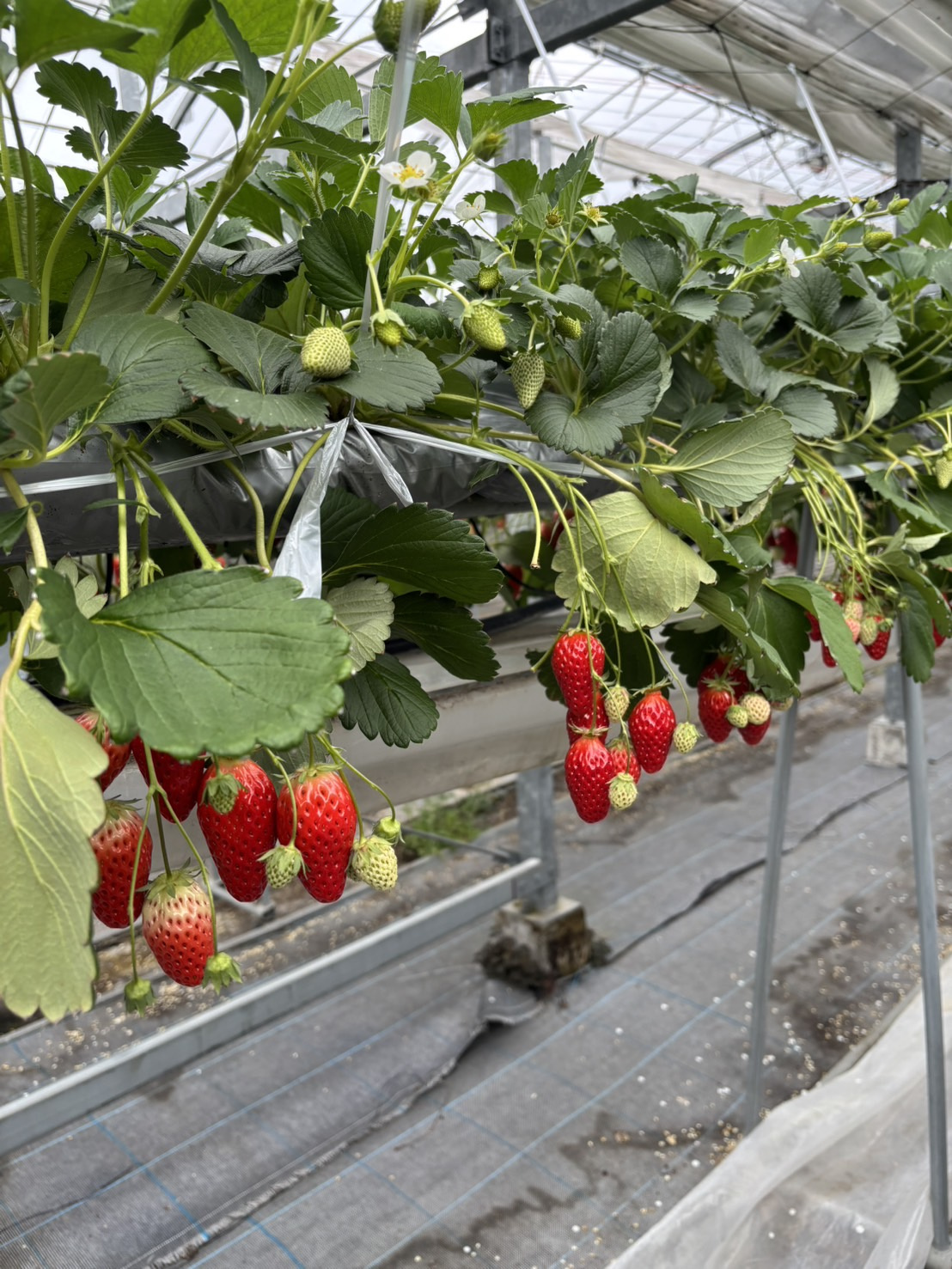 【関西】春のおでかけにおすすめ！いちご狩り体験ブログ｜甘くて幸せな休日レポの画像