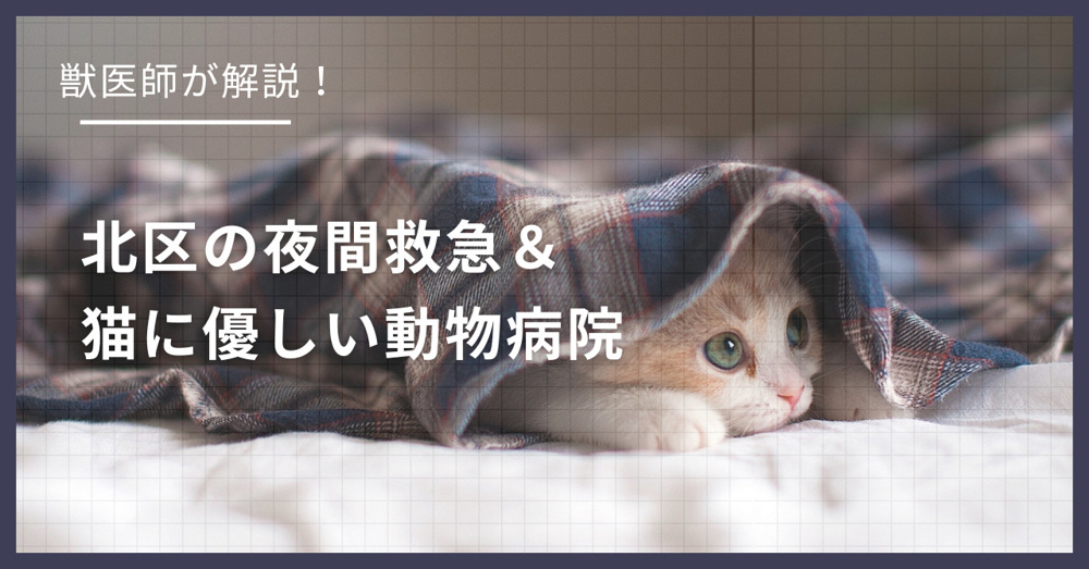 北区の猫可賃貸探し！獣医師が選ぶ「夜間救急＆猫に優しい動物病院」完全ガイドの画像