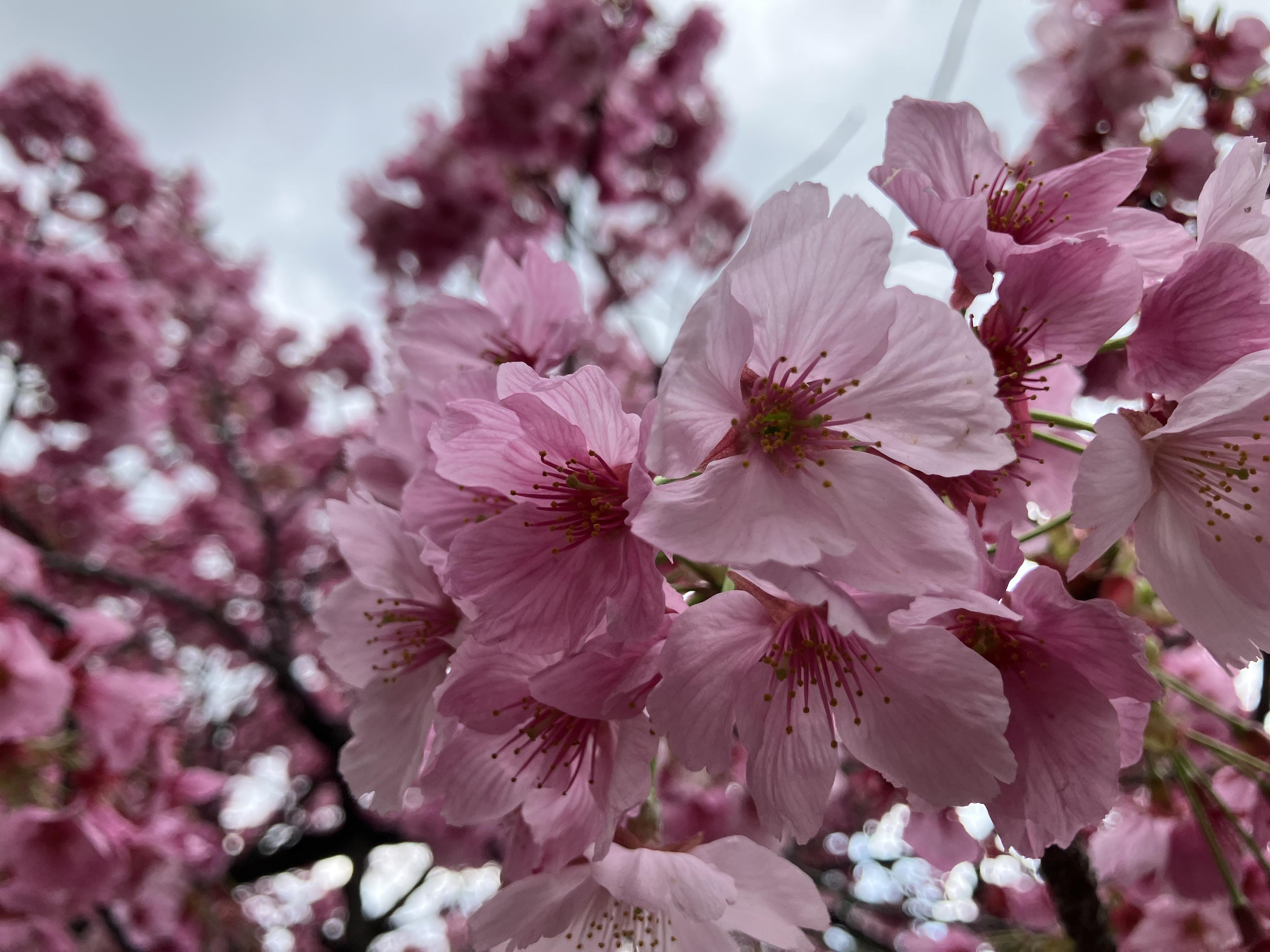 (株)メイワ・エステート
