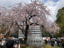 上野公園の桜2026｜見頃・開花状況・混雑回避のコツを徹底解説｜(株)メイワ・エステートの画像