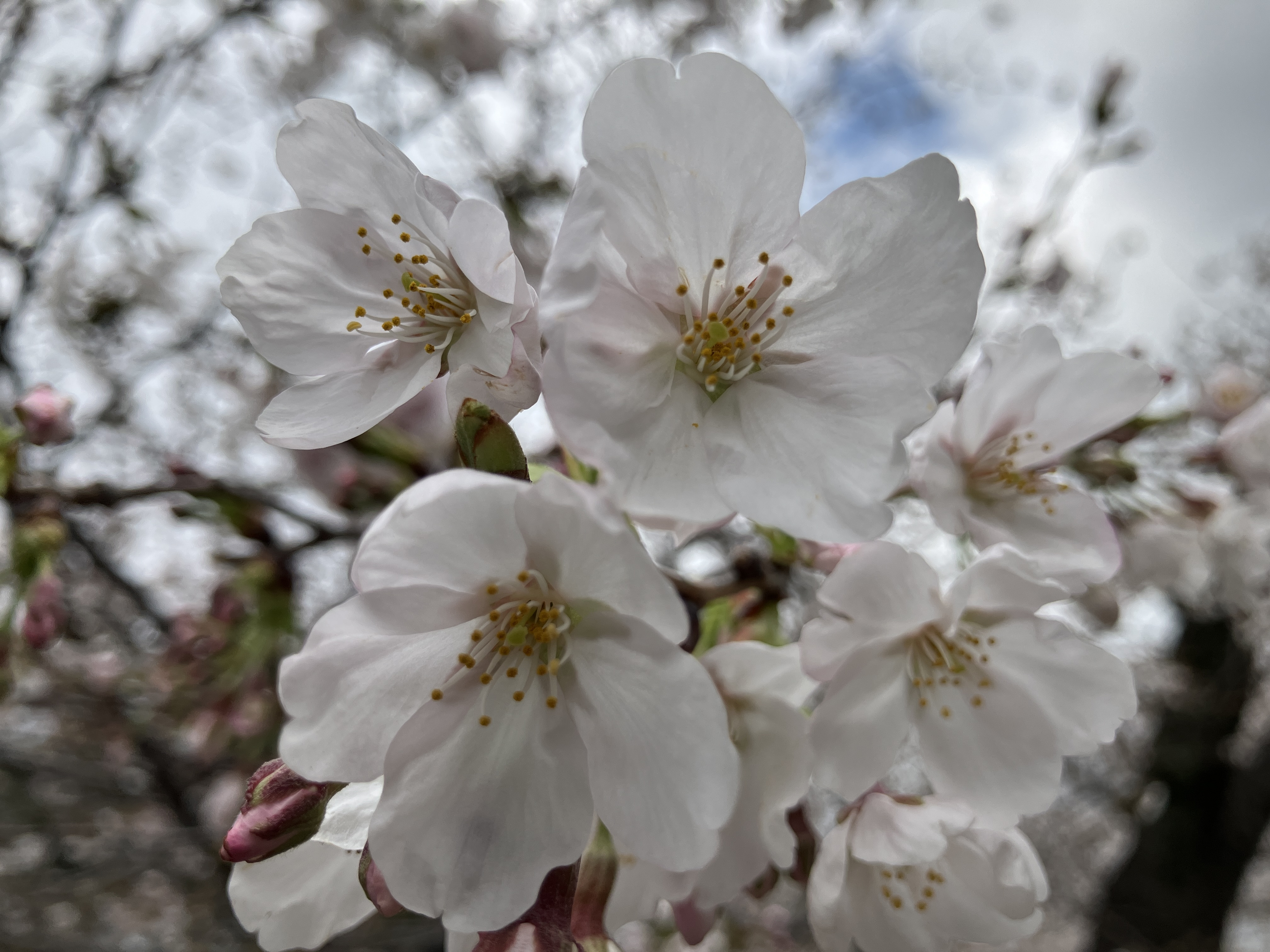 (株)メイワ・エステート