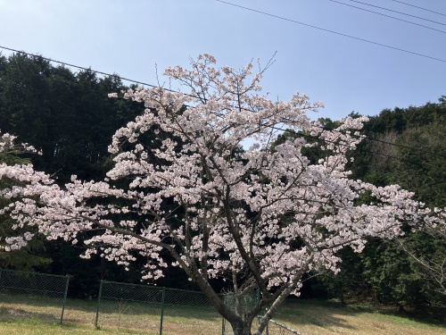 人はなぜこんなにも桜に魅了されるのか？の画像