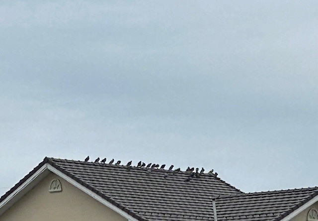 【弥富市不動産売却】鳥の画像