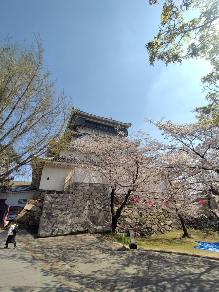 小倉城　桜まつりの画像