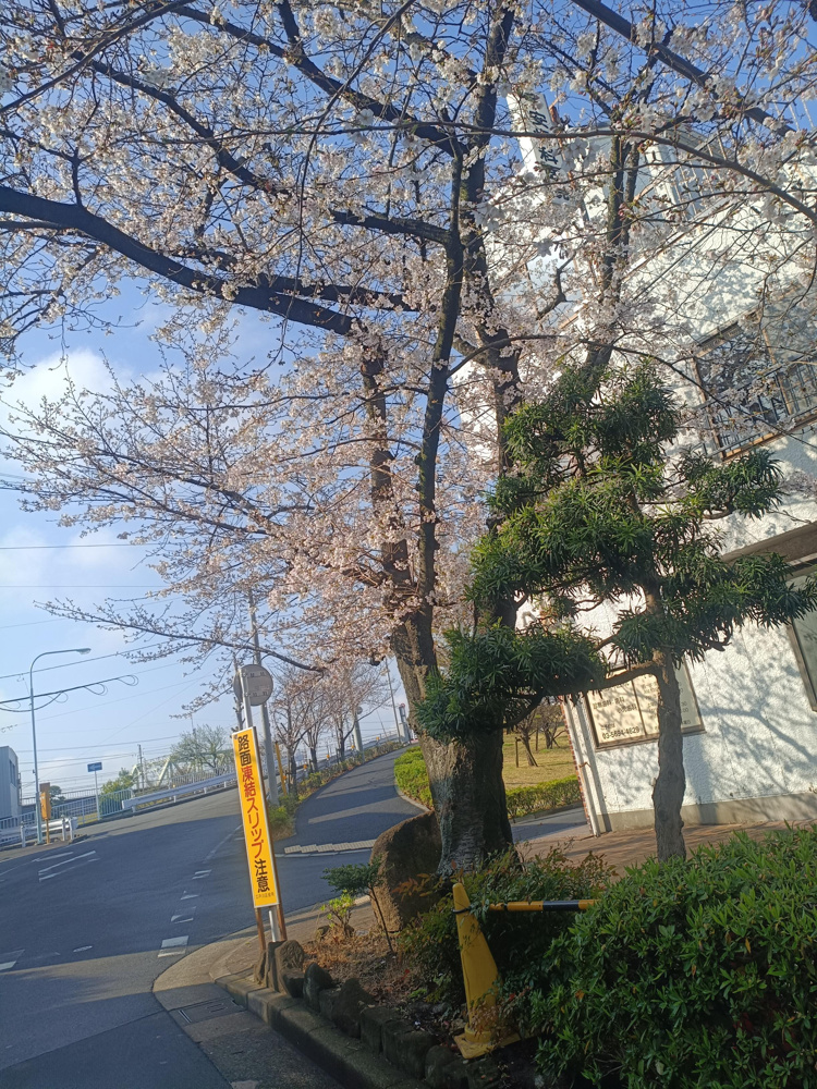 春到来桜開花の画像