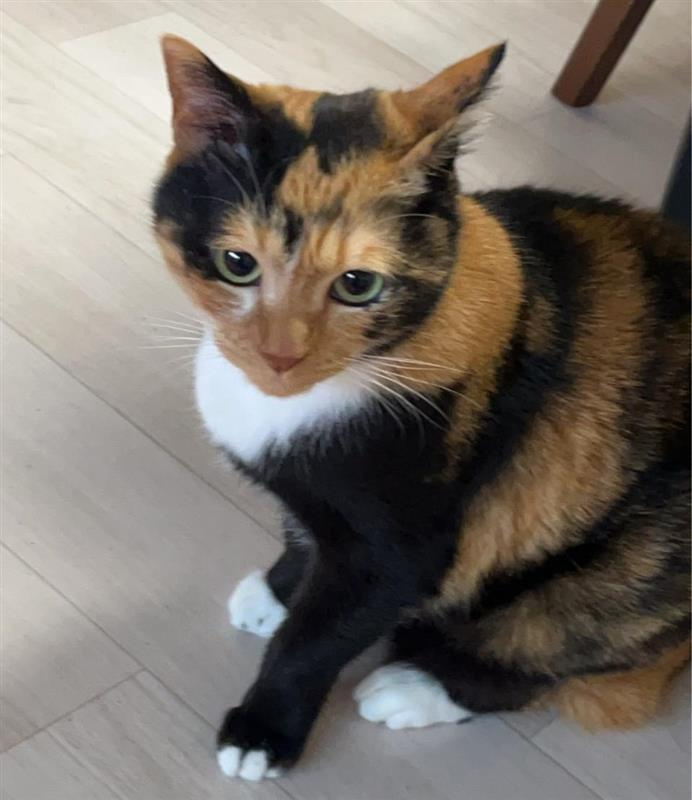 猫の爪切りの画像