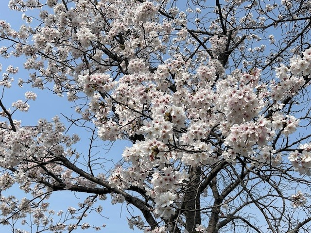 【津島市不動産売却】花見の画像