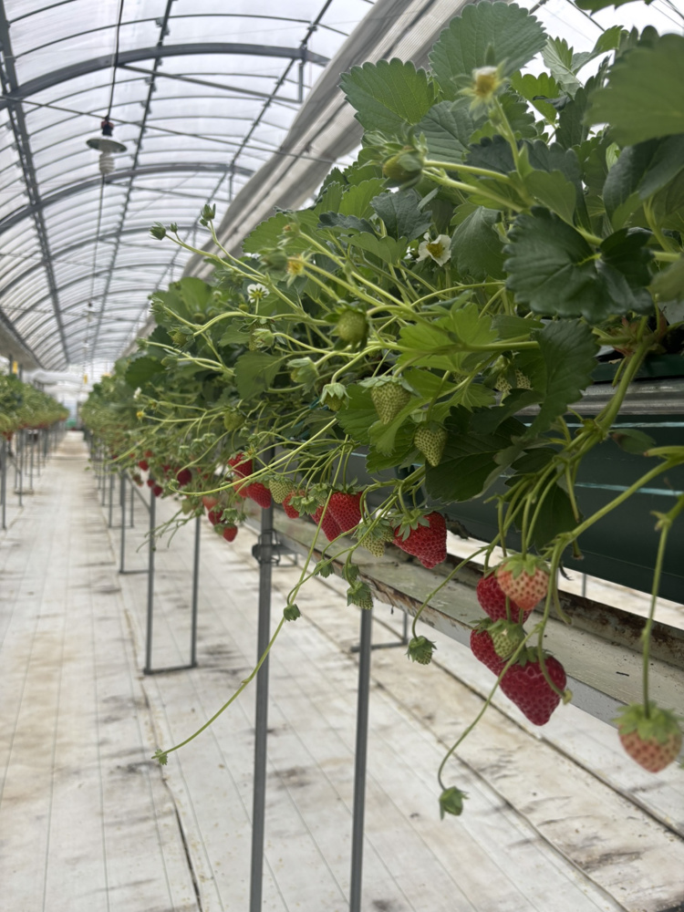 いちご狩りに夜桜散歩の画像