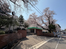 緑町中学校の桜の画像