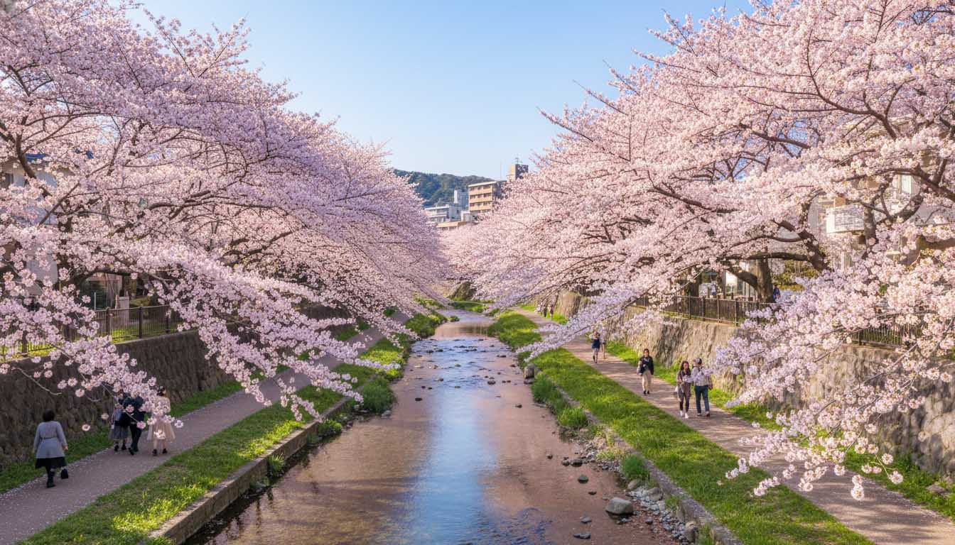 春の陽光に照らされた夙川オアシスロードの満開の桜並木と美しい川のせせらぎ