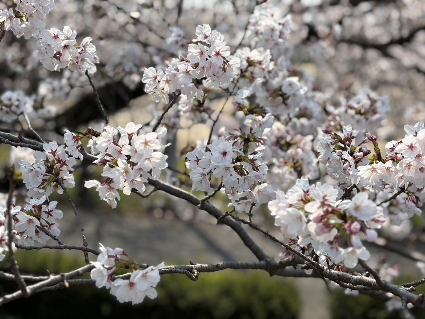 道の駅柳津へお花見に行ってきましたの画像