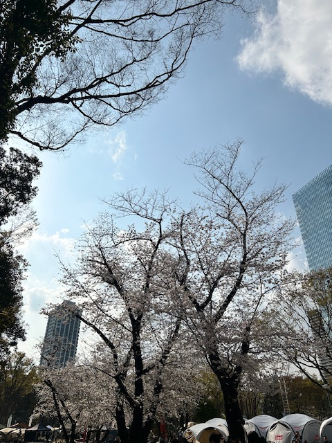 さくら　満開の画像