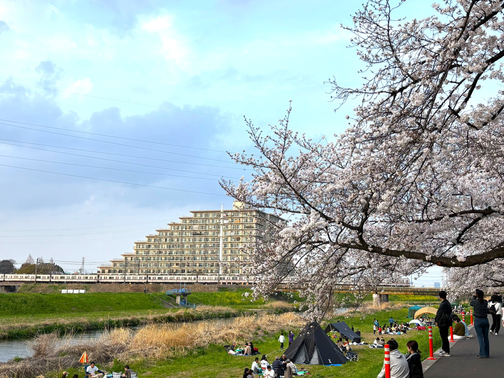 柳瀬川の桜並木の画像