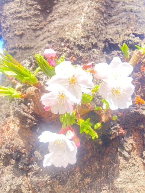 播磨坂のさくらまつりの画像