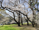 砧公園桜満開！の画像