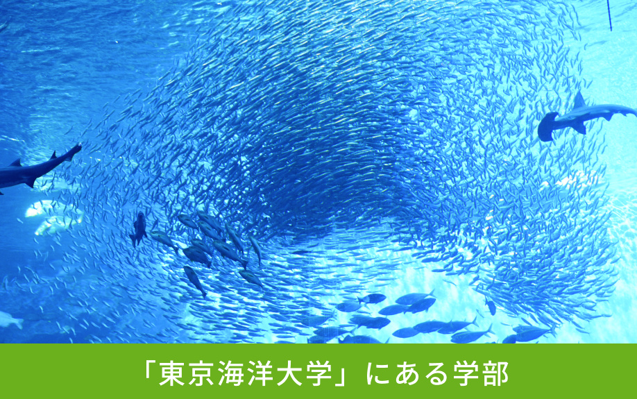 「東京海洋大学」にある学部
