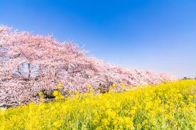 熊谷桜堤の桜と菜の花はいつが見頃？  ライトアップや撮影スポットも紹介の画像