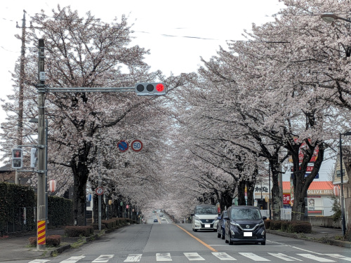桜舞い散る中に～♪の画像