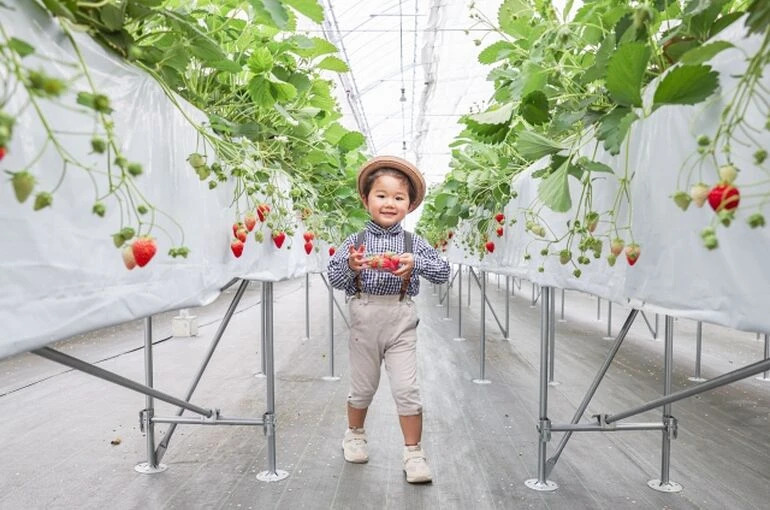 【八王子市周辺】いちご狩りスポット 7選の画像