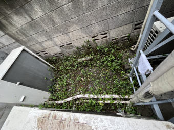 噂の除草剤を使ってみたの画像