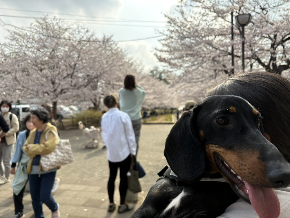 チェリーブロッサムの時期はレイニーの画像