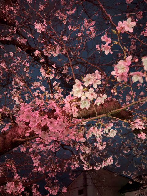 桜の画像