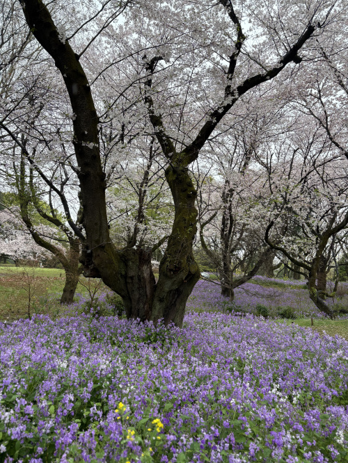 お花見をしてきました♪の画像