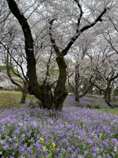 お花見をしてきました♪の画像