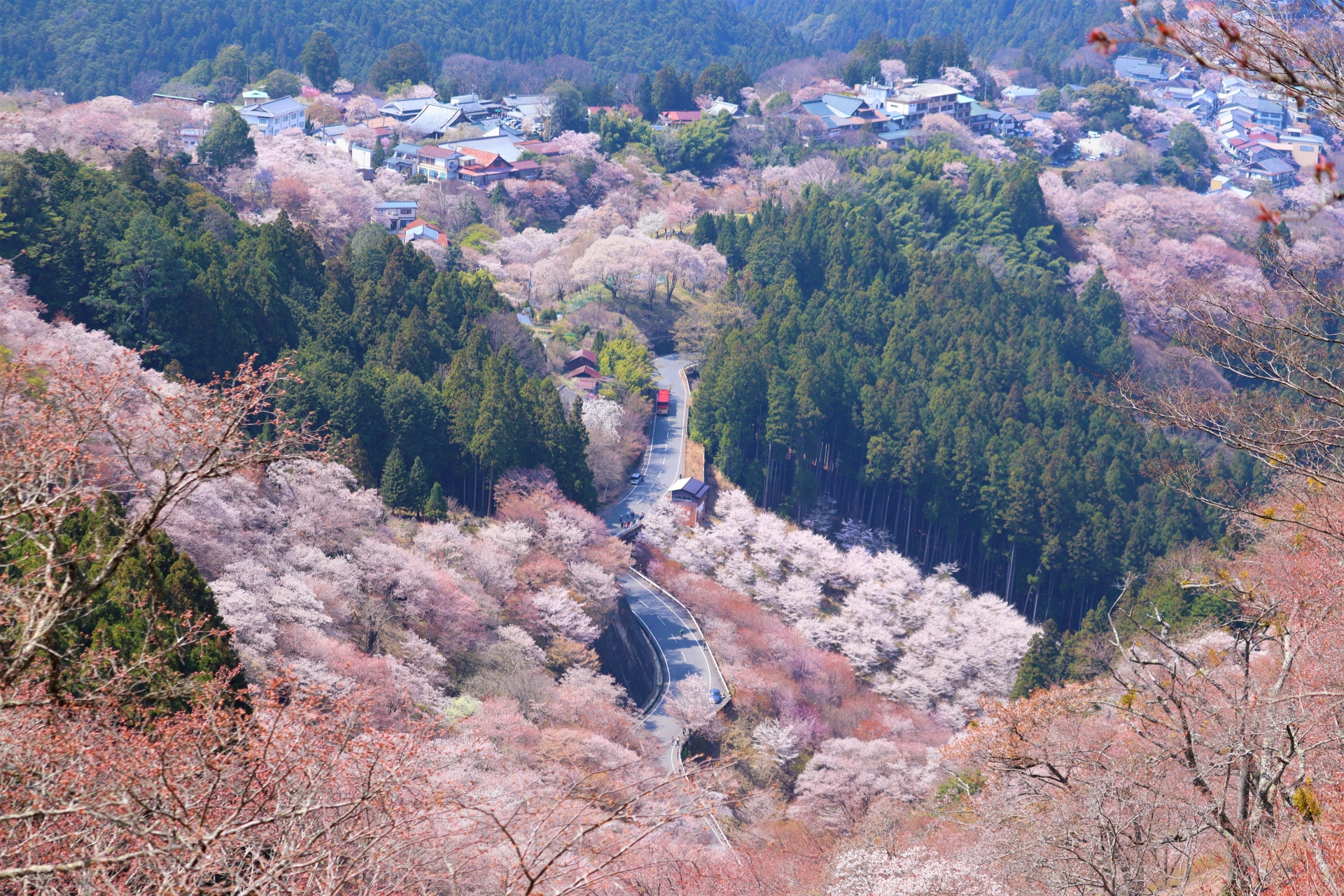吉野山の桜