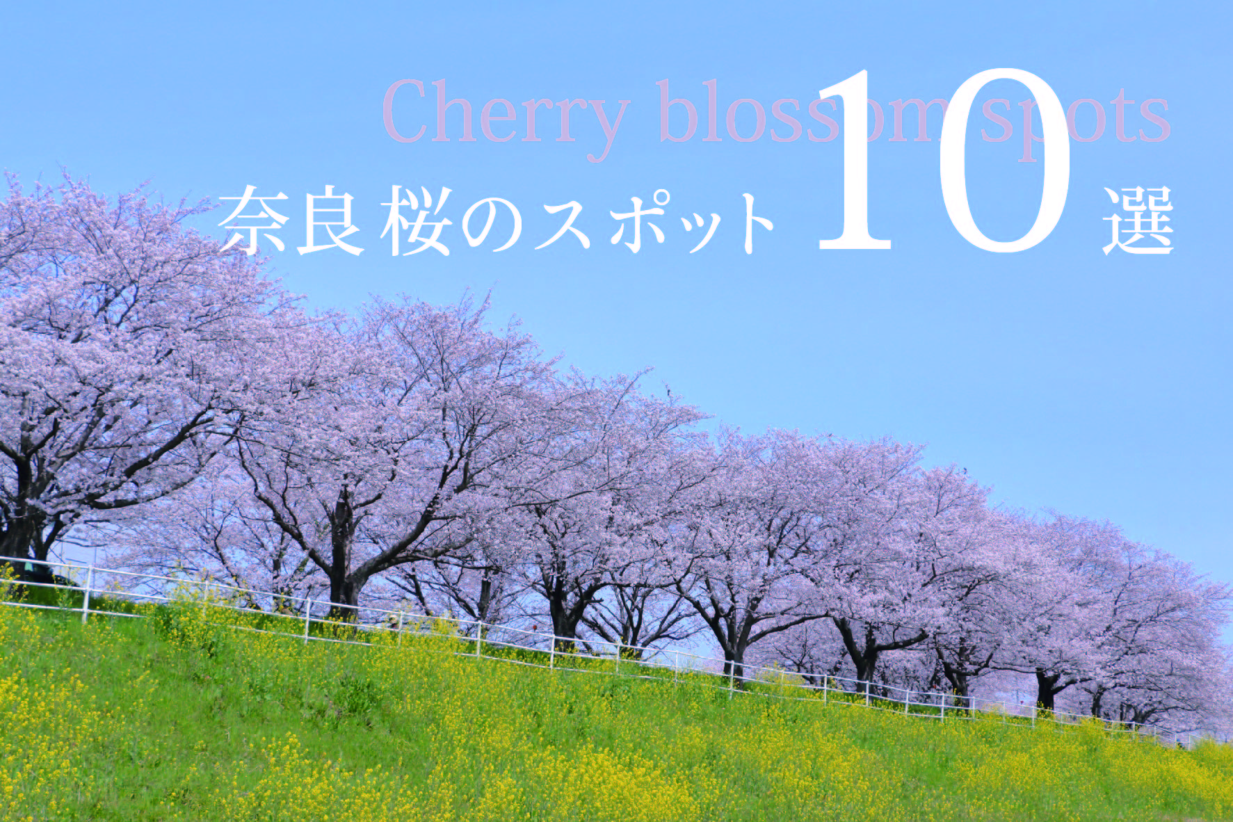 奈良県の桜スポット10選の画像