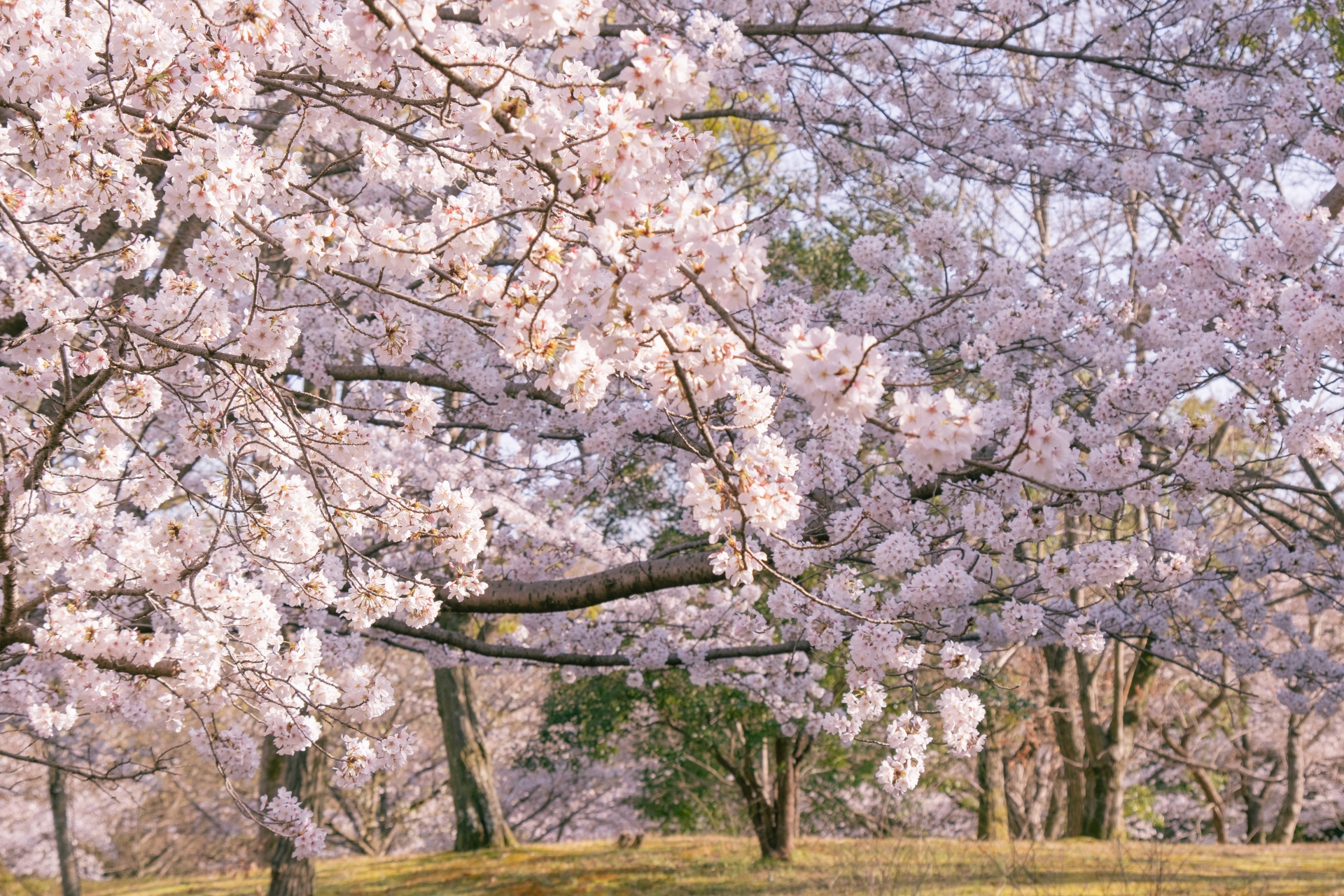 馬見丘陵公園の桜