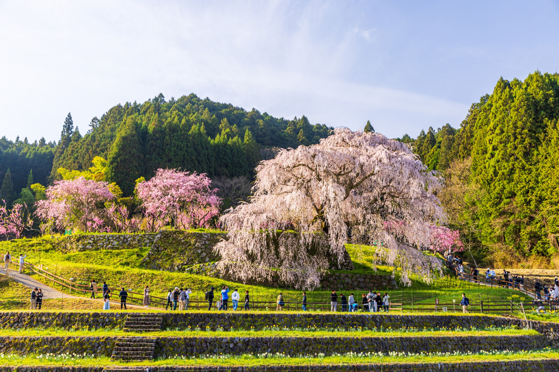 又兵衛桜