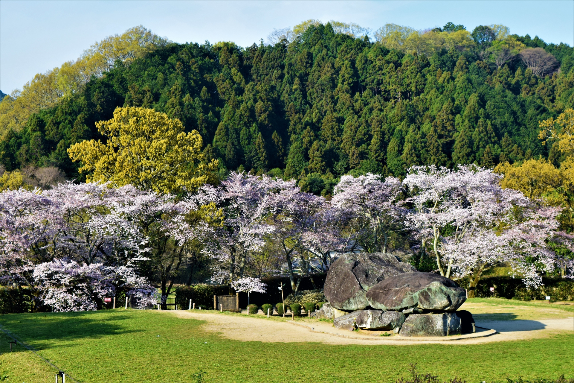 石舞台古墳と桜