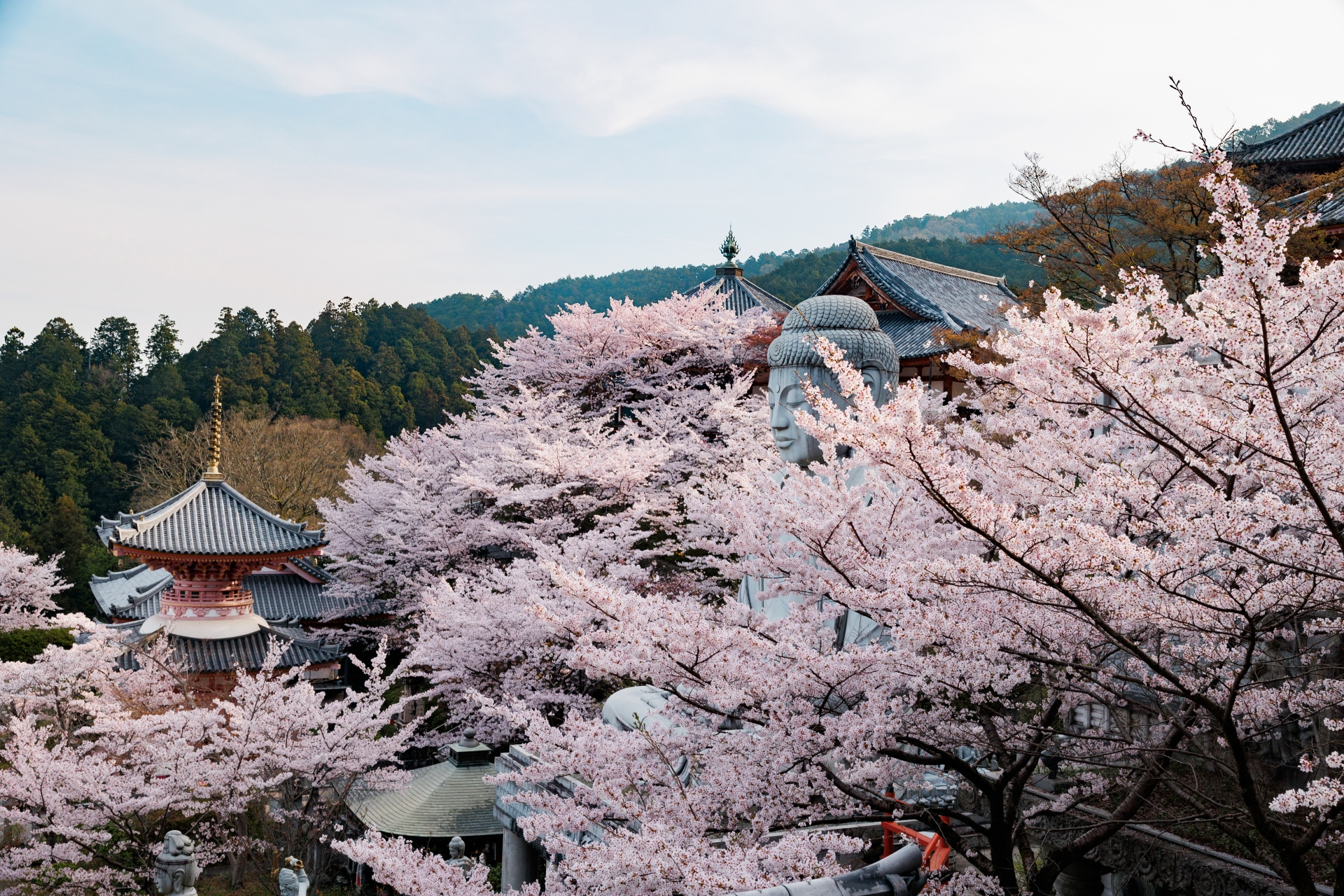 壷阪寺の桜