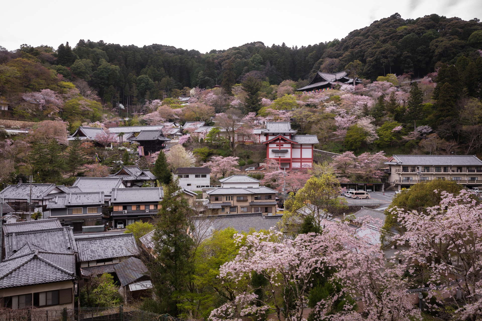 長谷寺の桜